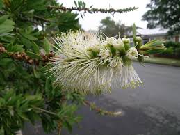 Image result for Myrtaceae