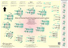 atlas of tooth development and eruption institute of