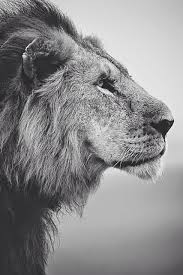 Lion Black And White Wallpaper Mobile On Wallpaper Ignore People Who Talk Shit About You 853x1280 Wallpaper Teahub Io Black and white wallpapers, backgrounds, images— best black and white desktop wallpaper sort wallpapers by: lion black and white wallpaper mobile