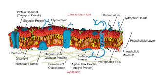 Maybe you would like to learn more about one of these? 2 6 Membrane Proteins Biology Libretexts