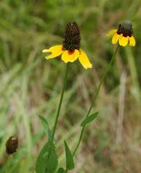 Image result for Ecbolium amplexicaule