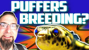 The most common name for this highly intelligent fish is the cong Schoutedeni Puffers Babies Dietzenbach Part 2 Youtube