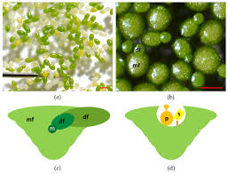 Image result for Wolffia arrhiza