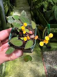 Image result for Begonia elaeagnifolia