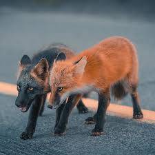 Black And Orange Fox Species Guy Earns The Trust Of A Black And Orange Fox Shares 20 Stunning Pics In 2020 Pet Fox Cute Little Animals Melanistic Animals