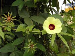 Image result for Hibiscus rostellatus
