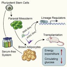 Atlanta exterminator, pest control & termite treatment. Generation Of Functional Brown Adipocytes From Human Pluripotent Stem Cells Via Progression Through A Paraxial Mesoderm State Sciencedirect