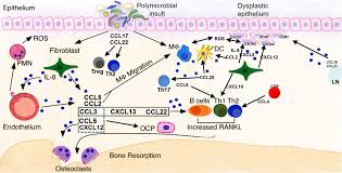 Frontiers Chemokine Function In Periodontal Disease And