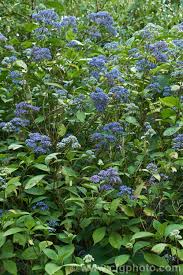 Image result for Hyparrhenia dichroa