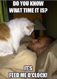 These memes are too little collection but very funny. Funny Cat Meme Feed Me O Clock Fridge Magnet 5 X 3 5 Ebay Pursedlipsmeme Funny Cat Meme Funny Cats Funny Cat Memes