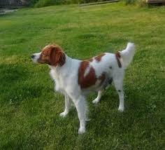 Image result for bretanský dlouhosrstý ohař