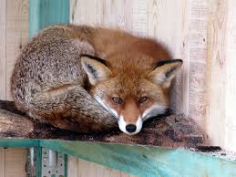 Domesticated Foxes Paradoxoff Planet Pet Fox Fox Pets