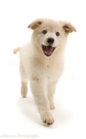 They are large but gentle dogs which are not easily aggressive. Dog White Alsatian Pup Photo Wp47772