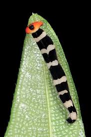Pin On Beautiful Bugs P S
