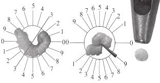 Modern infographic options template vector. Orientator Method Left Each Lobe Of The Seminl Vesicle Was Placed On Download Scientific Diagram