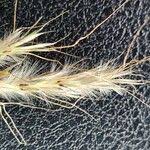 Image result for Andropogon schirensis