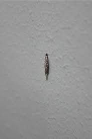 The most efficient way to get rid of these insects is to start washing your clothes. My Mom Friday What Insect Is This