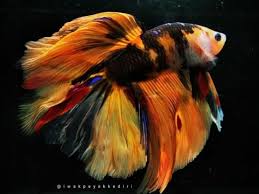 Salah satu ikan cupang dengan daya tarik peminat tinggi yaitu ikan cupang giant. Inilah Jenis Ikan Cupang Koi Yang Terbagus Dan Termahal Di Dunia Cupang Sehat
