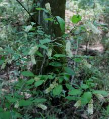 Image result for Iteaceae