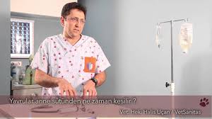 Yavrular Anne Sutunden Ne Zaman Kesilir Youtube