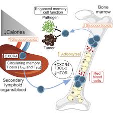 The Bone Marrow Protects And Optimizes Immunological Memory During Dietary Restriction Sciencedirect