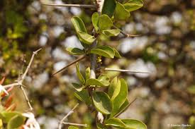 Image result for Uvaria edulis