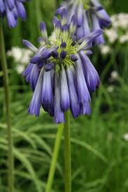 Image result for Agapanthus inapertus