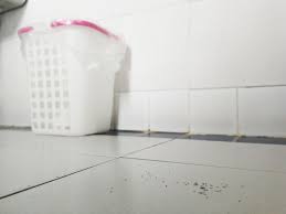 Dry the cabinet completely to discourage the springtails. Specificities Of Tiny Black Bugs In Bathroom Tips To Get Rid Of