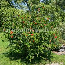 Image result for Tinnea aethiopica