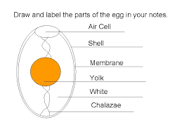 Microbiological testing program pasteurized egg products; Eggs Chapter 16 Draw And Label The Parts