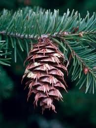 Colorado S Major Tree Species Colorado State Forest Service Bristlecone Pine Colorado Blue Spruce State Forest