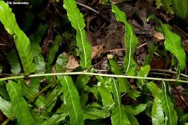 Image result for Ampelopteris