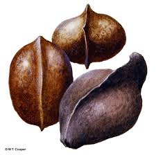 Image result for Heritiera littoralis