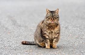 The drawers stay securely closed now and open easily by pushing down the spring loaded arm. What To Expect During A Cat Pregnancy Lovetoknow