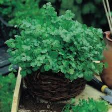 Minuman herbal ketumbar minuman ini bagus untuk penyakit asam lambung youtube resepi minuman herba untuk melegakan kembung perut jiro hime from tse2.mm.bing.net resep tersedia di akhir video. Benih Herbal Ketumbar Bibit Tanaman Sayur Sayuran Herb Bisa Hidroponik