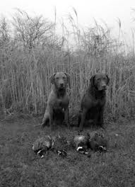 Black And White Chesapeake Bay Retriever Black And White Sunday