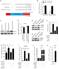 Mir 483 3p Regulates Osteogenic Differentiation Of Bone