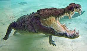 I hope that made sense, now on to the good stuff. The 10 Strongest Bites In The Animal Kingdom