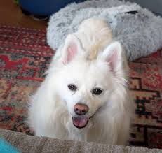 Kirk's cheese making endeavors in Stars Hollow