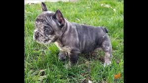 Jump to navigation jump to search. French Bulldog Girl Black Merle Triple Carrier Chocolate Blue And At 6 Weeks Old Youtube