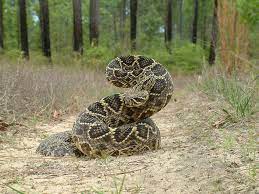 Eastern Diamondback Rattlesnake Snake Rattlesnake Snake Venom
