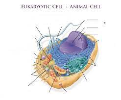 He explains each organelle's function including the nucleus, nucleolus, nuclear envelope, nuclear. Eukaryotic Cell Identification Animal Cell Flashcards Quizlet