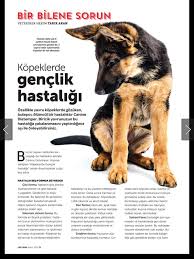 Odtu Pati Dostlari Sayfa 2 Odtu Hayvan Dostlari