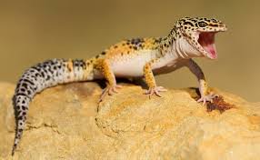Maybe you would like to learn more about one of these? Leopard Gecko Care Sheet And First Time Owners Guide Everything Reptiles