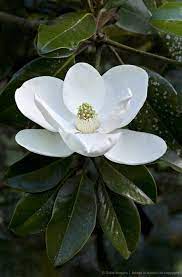 Louisiana State Flower The Magnolia Arbustos Flores Delicadas Belas Flores