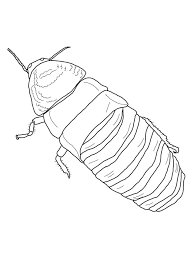 Color in this picture of a roach costume and others with our library of online coloring pages. A Cockroach Coloring Page Free Printable Coloring Pages For Kids