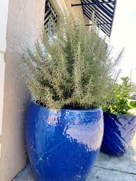Image result for rosemary container