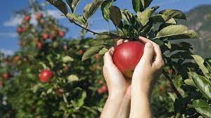 Wie kann man äpfel richtig lagern. Apfel Tipps Und Tricks Fur Die Ernte Mdr De