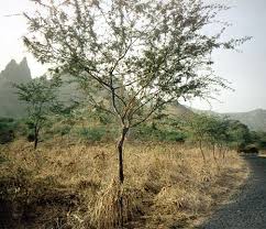 Image result for Prosopis pallida