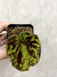 Image result for Nervilia sp.no.4